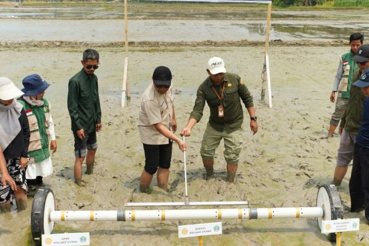 Pemkab Kolaka Utara Uji Coba PMAAS di 50 Hektare Sawah Pakue Utara, Target 12 Ton per Hektare