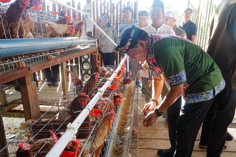 Panen Perdana Telur Bantuan Pemprov Kaltara di Bulungan, Pasok SPPG Tanjung Selor dengan Harga Lebih Murah
