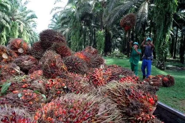 Harga TBS Sawit Kaltim Anjlok Lagi, Petani Plasma Terima Patokan Baru per Umur Tanaman per Juni 2026