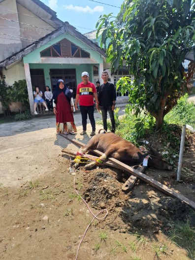 Warga Lebak Jaya III Palembang Berterima Kasih ke Pemprov Sumsel, 120 Ekor Sapi Kurban Dibagikan untuk Iduladha