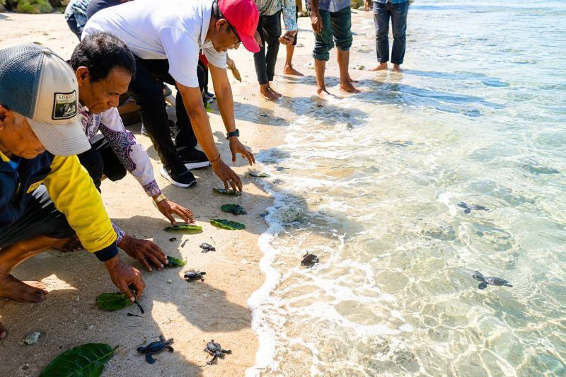 Kemenag Flores Timur Lepas 250 Tukik di Pantai Jalur Gasa, Dukung Konservasi Laut dan Ekoteologi