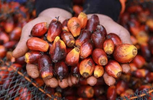 Harga TBS Sawit Mitra Plasma di Bangka Belitung Naik Lagi, Petani Umur 10-20 Tahun Terima Rp3.695 per Kilogram