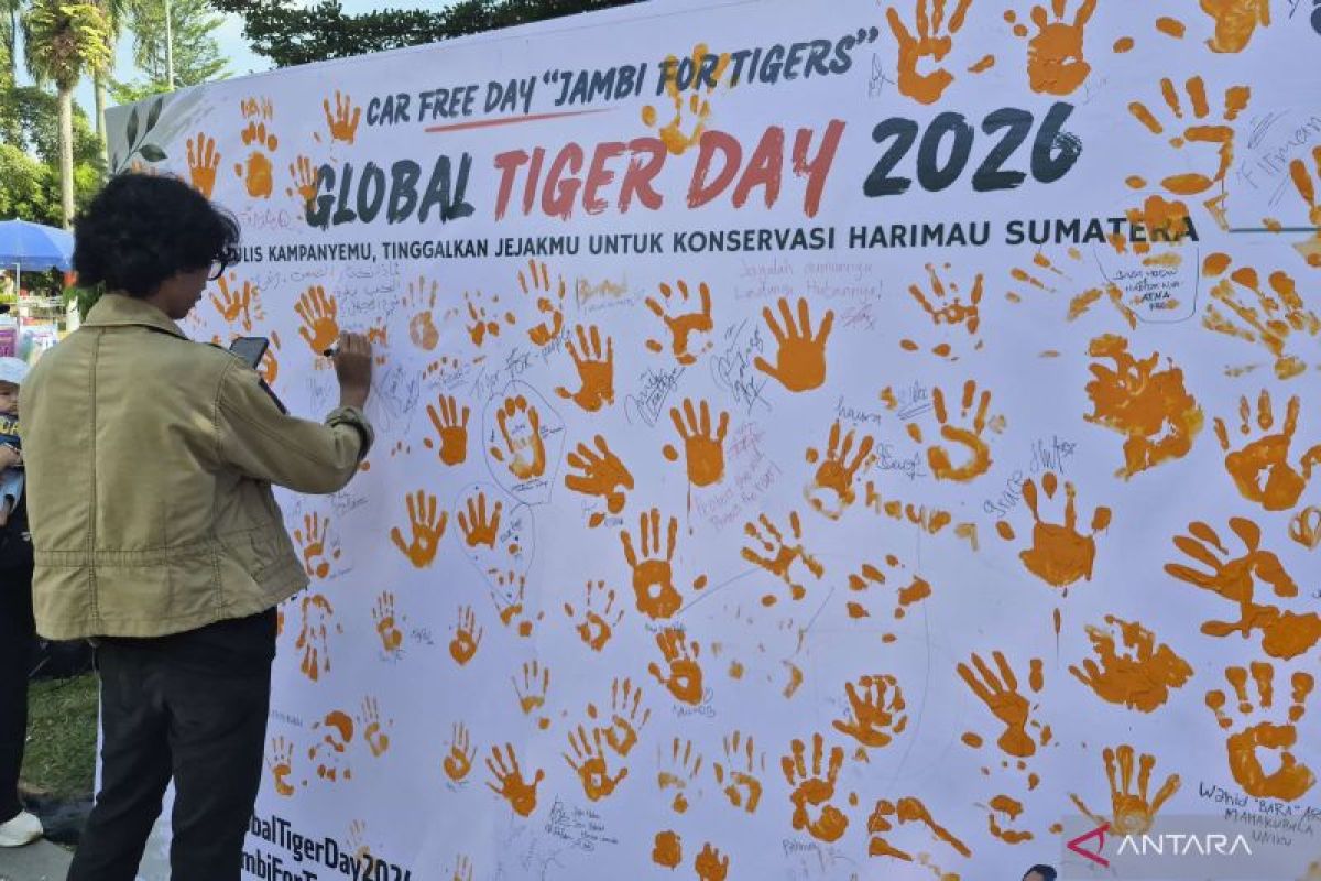 Populasi Harimau Sumatra di Jambi Tersisa 300 Ekor, BKSDA Sebut Fragmentasi Hutan Picu Konflik dengan Warga