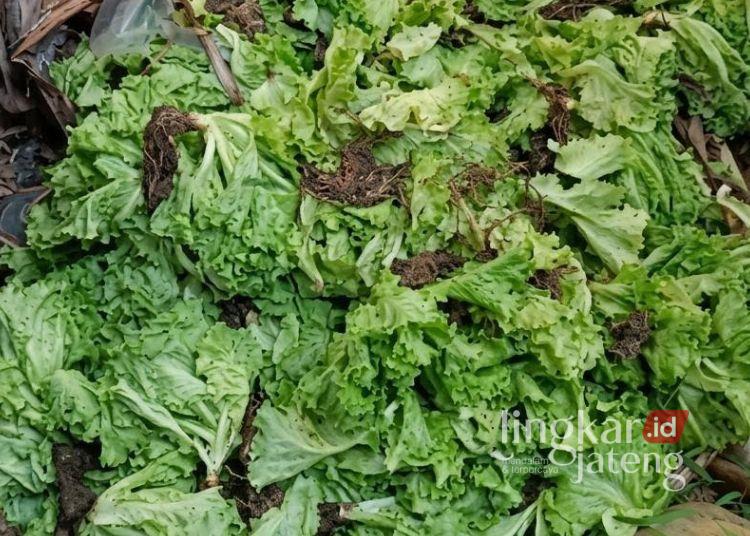 Harga Sayur Anjlok di Pekalongan Usai Program Makan Bergizi Gratis Libur Sekolah, Pokcoy dan Buncis Turun Drastis