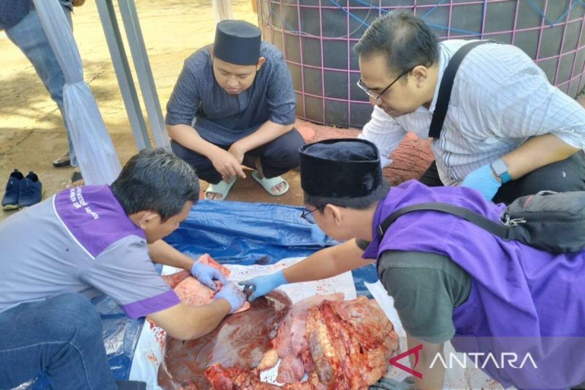 DPKHP Cianjur Pastikan 1.500 Hewan Kurban Penuhi Standar ASUH, Petugas Periksa Organ Dalam