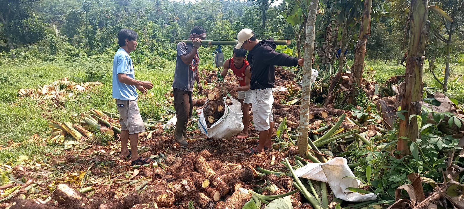 Talas Beneng Pandeglang Resmi Kantongi Sertifikat Indikasi Geografis, Negara Beri Perlindungan Hukum