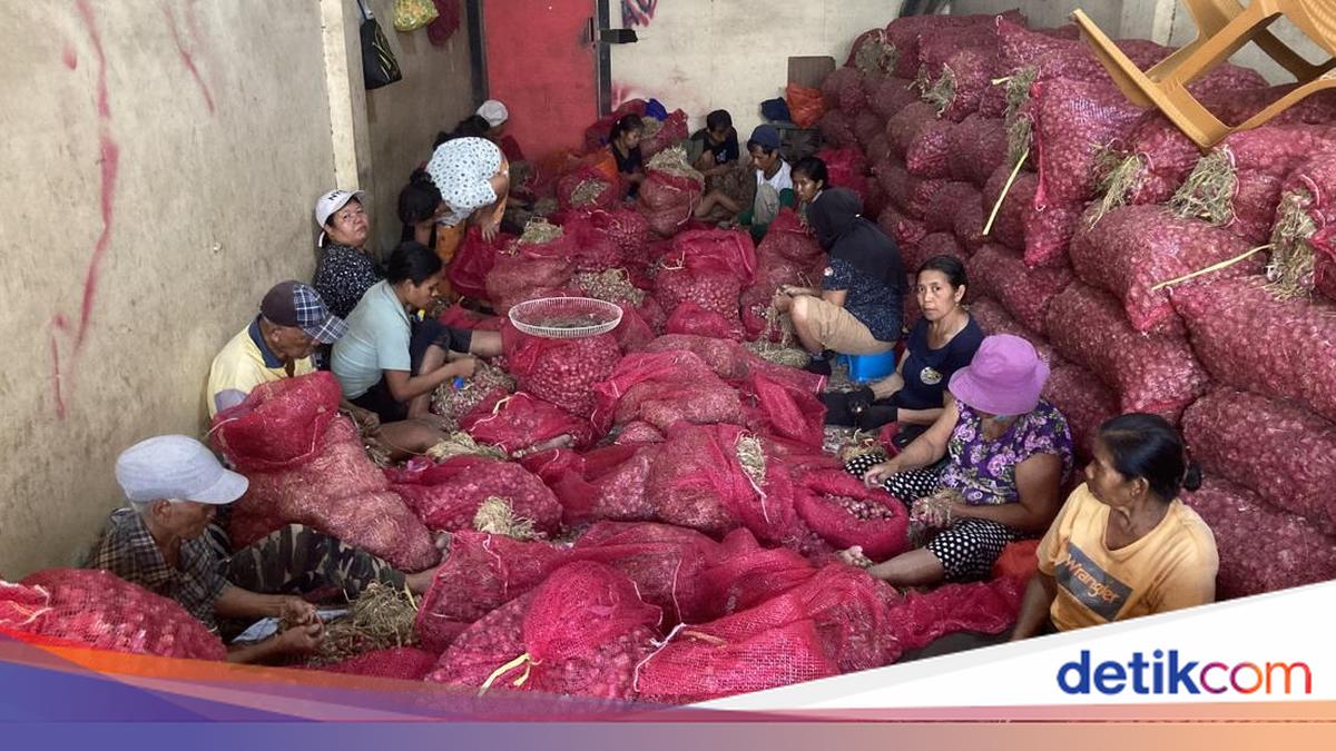 15 Tahun Kadek Kupas Bawang di Klungkung dengan Upah Rp 1.000 per Kg, Jari Membal Bekas Luka