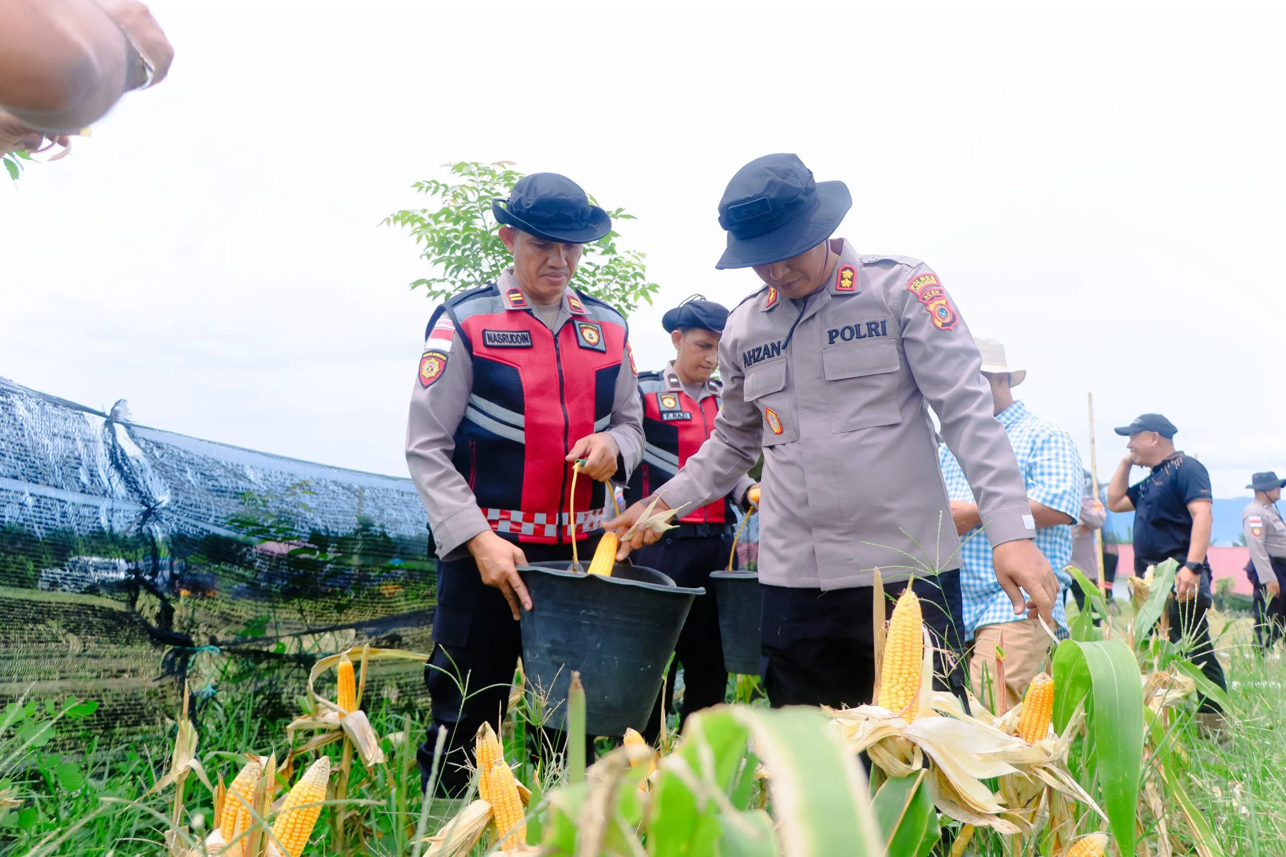 Polres Lhokseumawe Panen 2 Ton Jagung di Lahan HGU, Groundbreaking 10 Gudang Ketahanan Pangan Polri Serentak