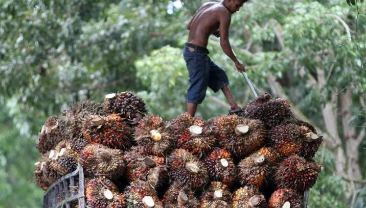 Harga TBS Sawit Sumut Periode Terbaru 30 Juli Tertahan di Level Rp3.962,27 per Kg, Petani Mulai Hitung Biaya Produksi