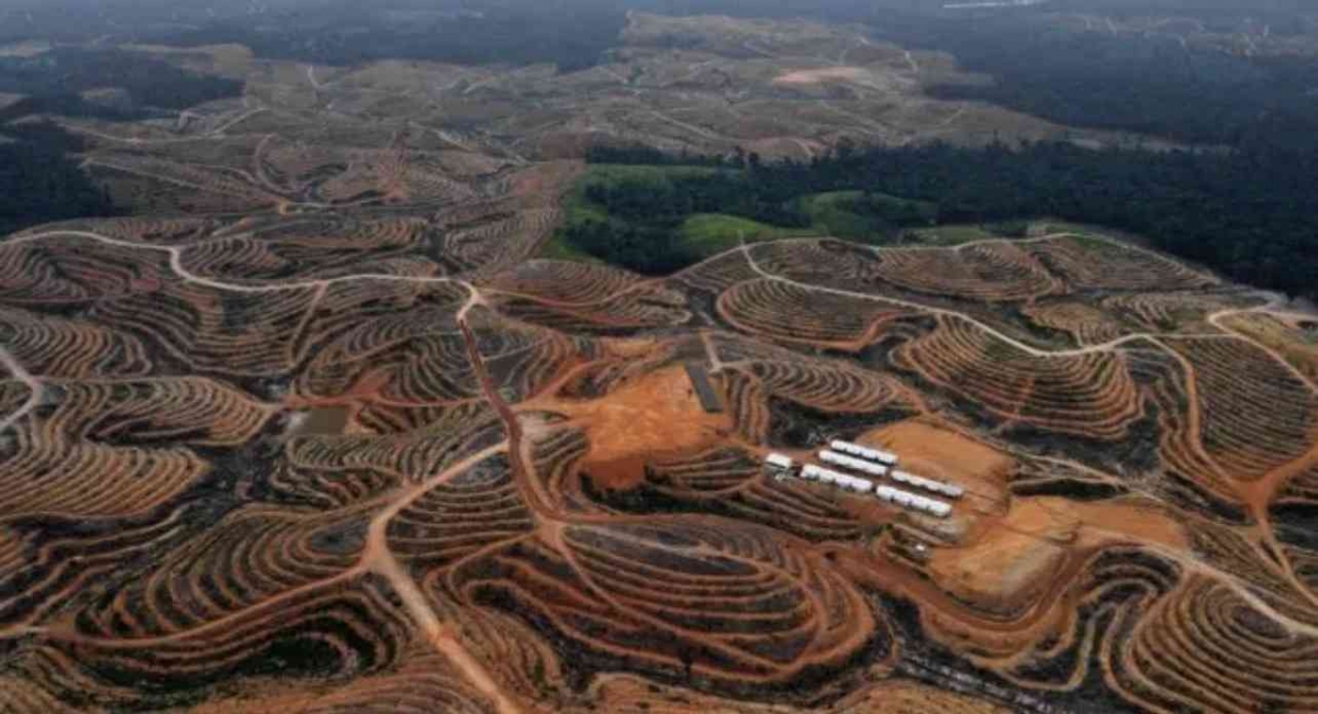 600 Hektare Hutan di Gunung Mas Berubah Jadi Kebun Singkong, Warga Dayak Ngaju Kehilangan Sumber Air dan Banjir Tahunan