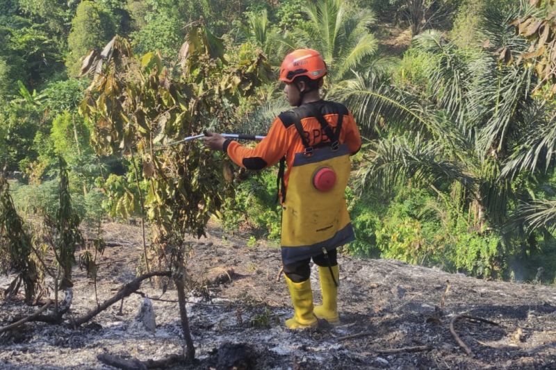 Karhutla di Parigi Moutong Hanguskan 30 Pohon Cengkeh dan 25 Kelapa, Tim Gabungan Berhasil Padamkan