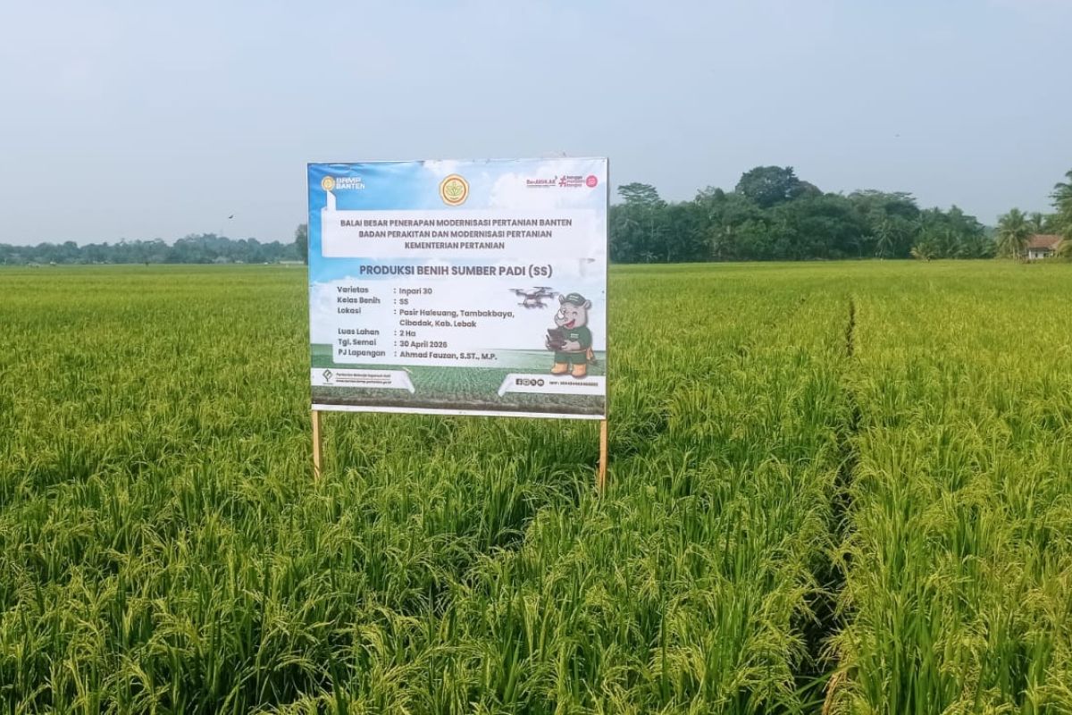 Distan Lebak Siagakan 201 Pompa Air Hadapi Kemarau, 294 Hektare Sawah Terancam Kekeringan