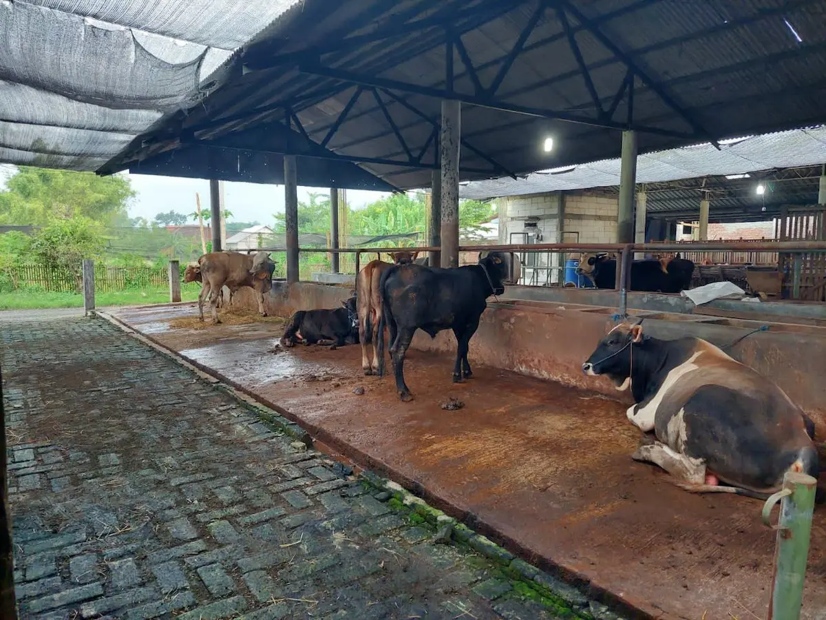 Pedagang Sapi di Pati Laris Manis Jelang Iduladha, 125 Ekor Terjual Hingga ke Jabodetabek