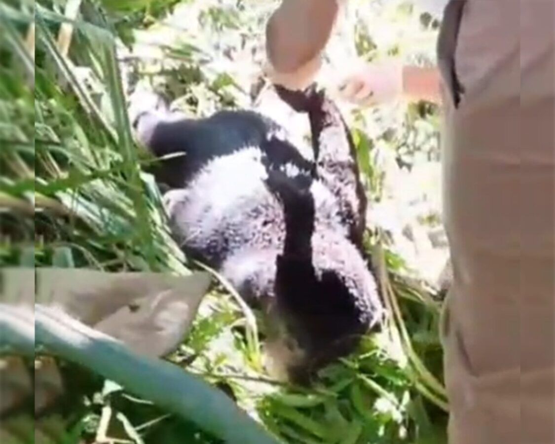 Anak Beruang Madu Terjerat Tali Nilon di Kebun Warga Pasaman, Kaki Depan Bengkak Dievakuasi BKSDA