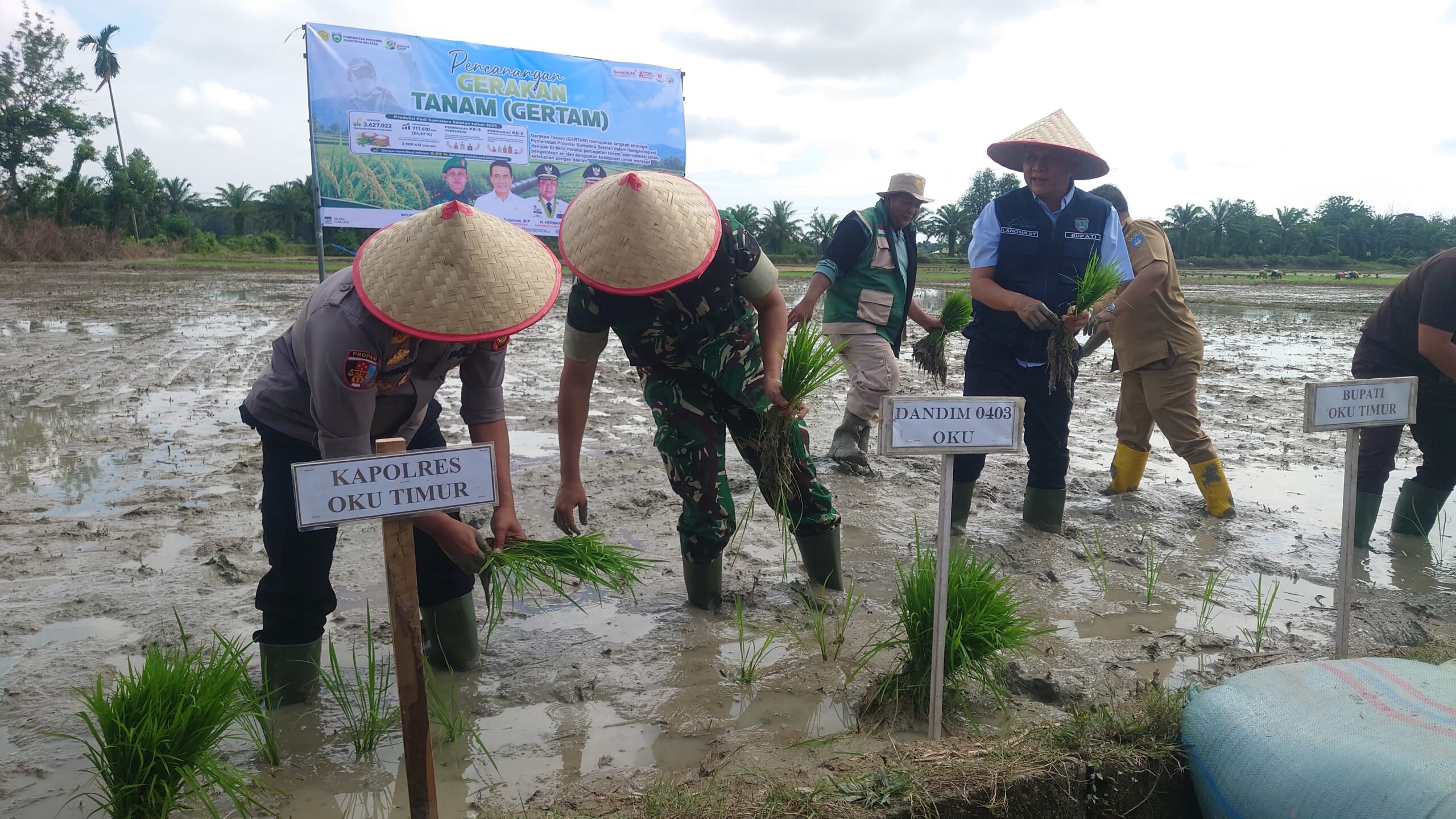 Hadapi El Nino, Pemkab OKU Timur Canangkan Gerakan Tanam Padi Serentak, Target Produksi 1 Juta Ton Gabah di 2026