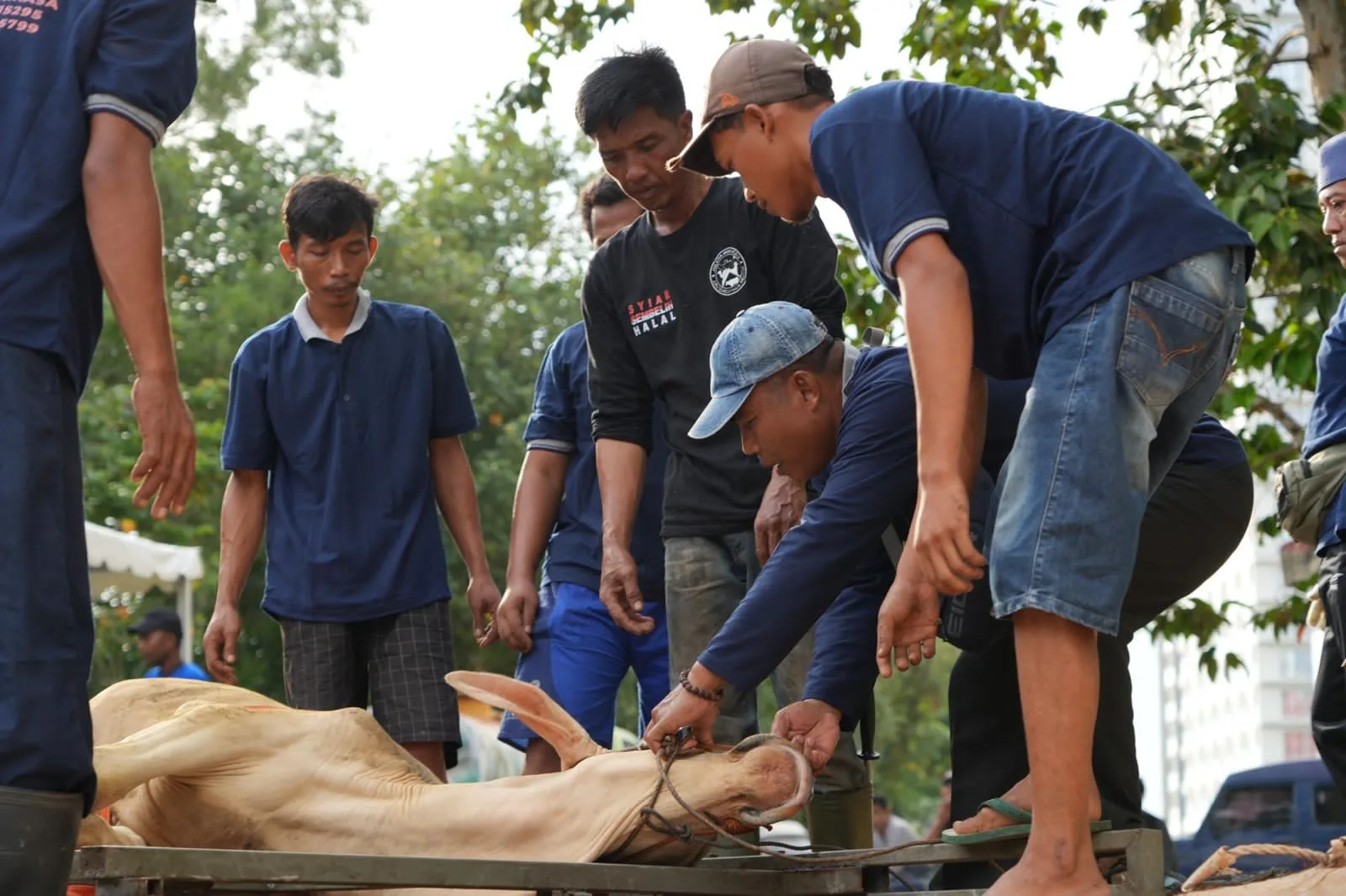 Idul Adha 1447 H di Batam, BP Batam Sembelih 33 Hewan Kurban untuk Petugas Kebersihan dan Media