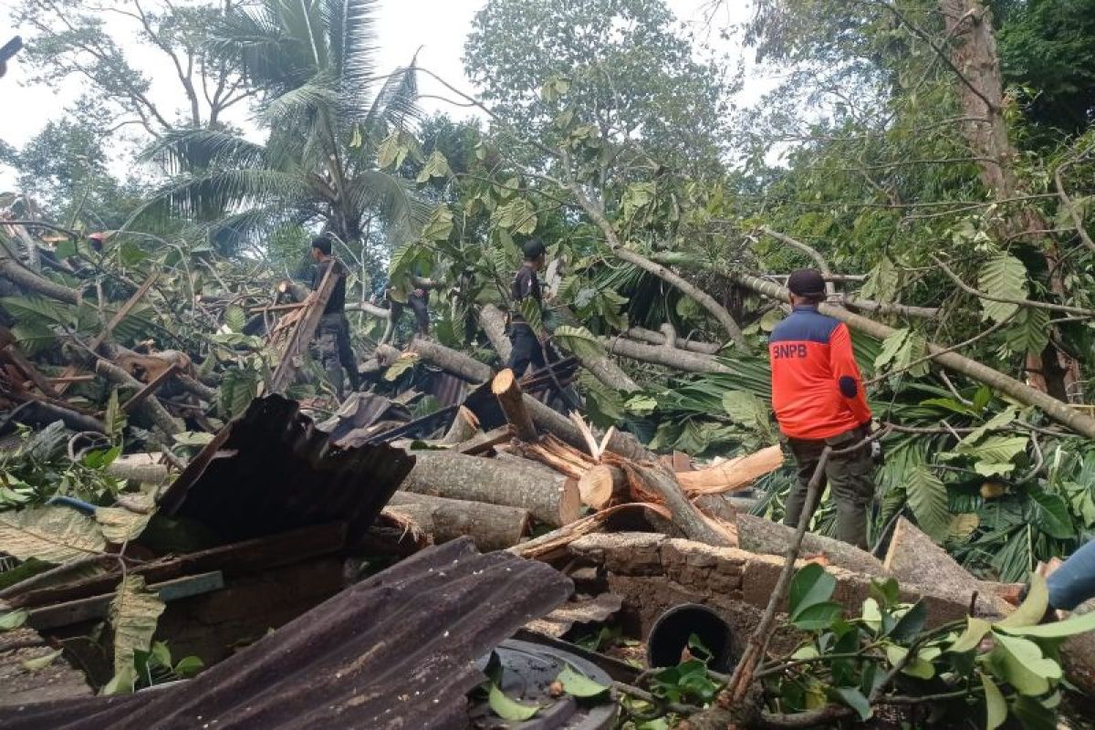 Pohon Tarok Raksasa Tumbang Timpa Rumah Warga di Bukit Gado-gado, BPBD Padang Evakuasi, Kerugian Capai Rp65 Juta