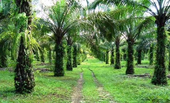 Sawit Asahan dan Labuhanbatu: Produksi CPO Sumatera Utara 5,12 Juta Ton, Dua Daerah Ini Incar Hilirisasi