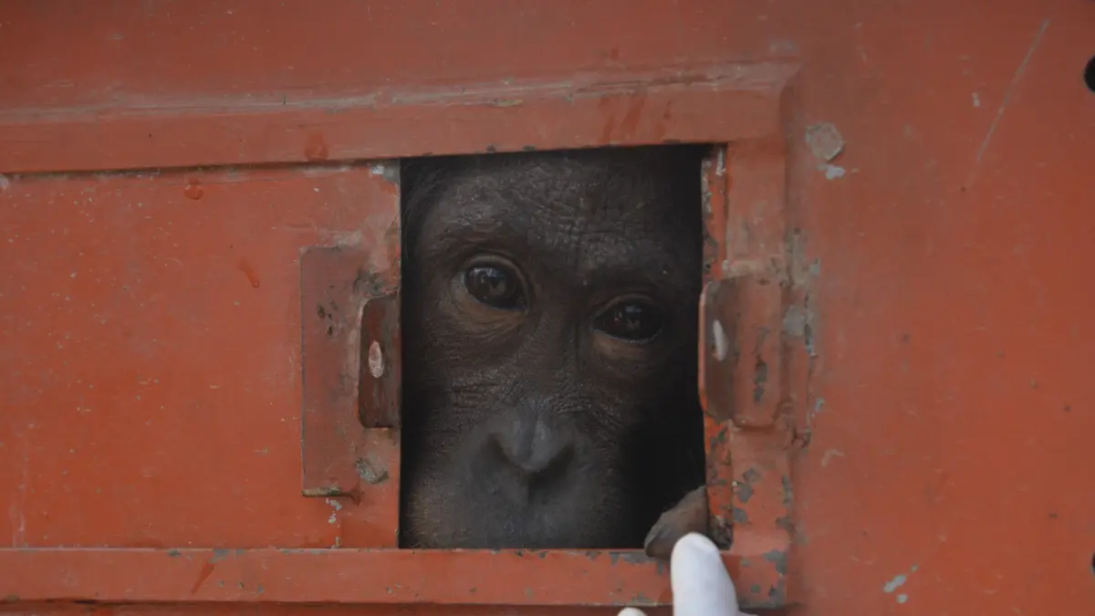 Kisah Haru Tiga Orangutan Betina di Kaltim: Lepas dari Jeratan dan Peluru, Kini Kembali ke Hutan Alami