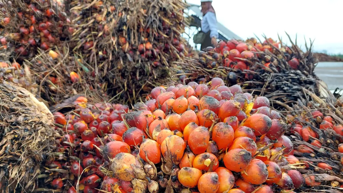 Harga TBS Sawit Petani Mitra di Bulungan Naik, Usia 10-20 Tahun Tembus Rp 3.328 per Kilogram