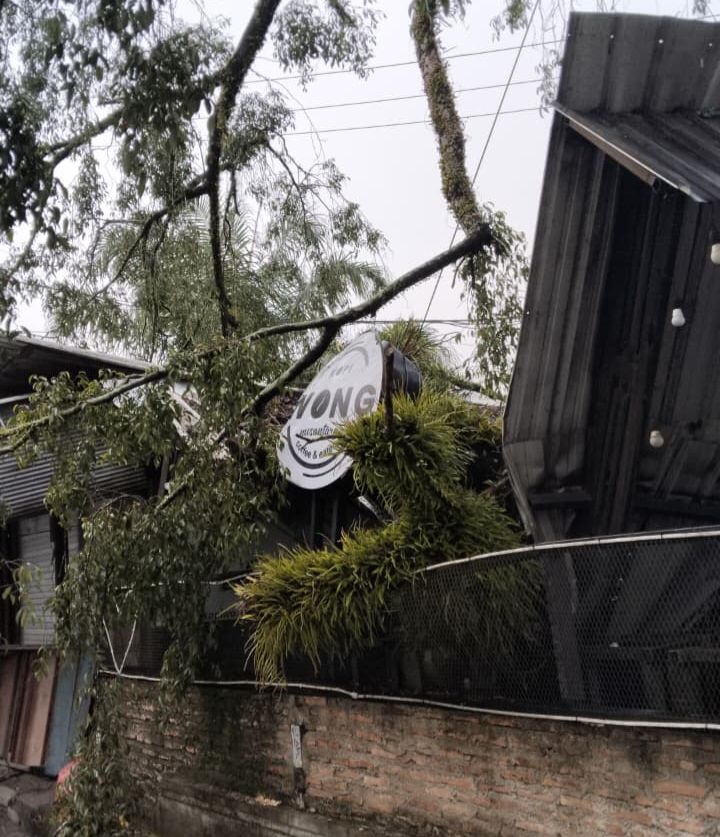 Dahan Pohon Beringin Tumbang Timpa Kafe di Sampit, Kanopi Ambruk dan Bangunan Bagian Depan Rusak Parah