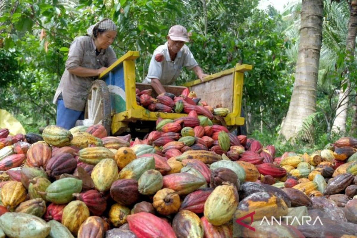 OJK dan Pemkab Kolaka Utara Bangun Industri Kakao, Targetkan Hilirisasi 62.260 Ton per Tahun