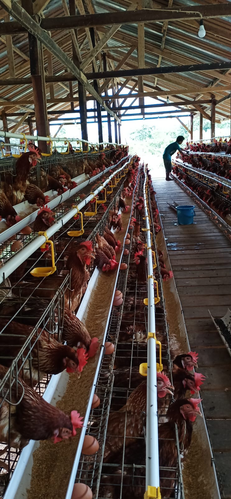 6.000 UMKM di Kabupaten Jayapura Sambut Transaksi QRIS, Pelaku Usaha Nilai Efektif Cegah Peredaran Uang Palsu