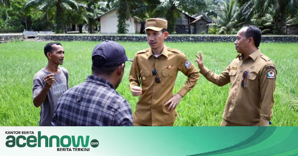 Bupati Aceh Barat Turun ke Sawah Kekeringan di Samatiga, 200 Pompa Air Mulai Didistribusikan ke Petani