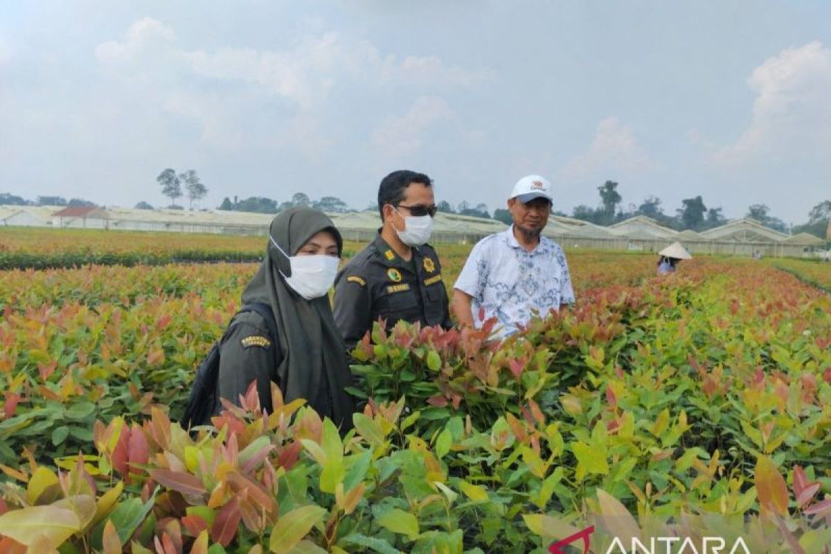 Barantin Jambi Lepas 262 Ribu Bibit Eukaliptus ke Kalimantan Tengah, Bebas dari Hama Karat Daun