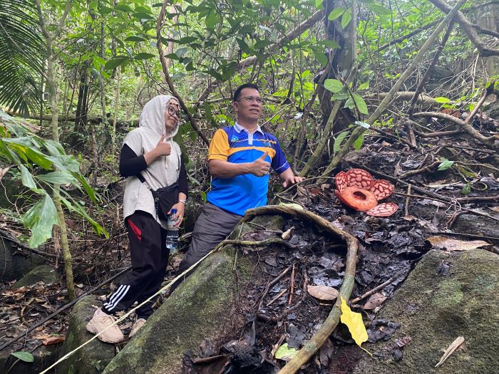 Bupati Anambas Ajak Awak Media Susuri Hutan Batu Tabir Saksikan Langka Raflesia Mekar Sempurna