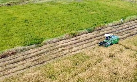 Petani di 5 Kecamatan Bireuen Minta Kementan Lanjutkan Program Cetak Sawah Rakyat 140 Hektare yang Sempat Dihentikan