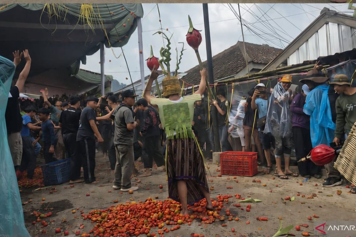 Perang Tomat di Lembang Bukan Sekadar Festival, Lahir dari Krisis Harga Rp 500 Per Kilogram