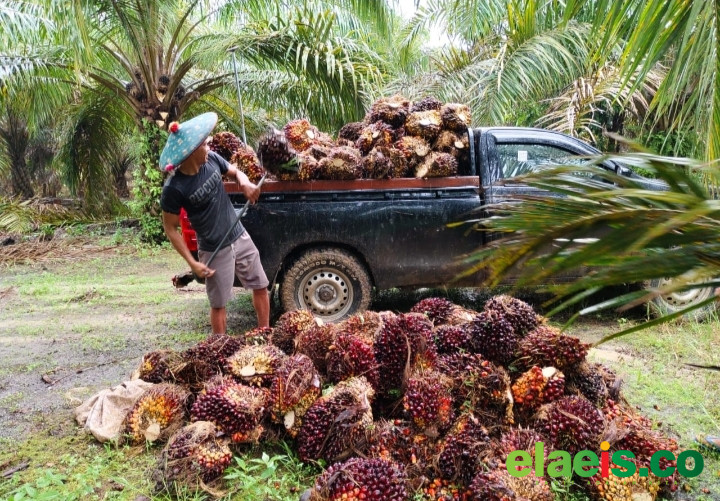 Harga TBS Sawit Swadaya di Sumut Bervariasi, Serdang Bedagai Puncaki Rp 3.950 per Kg, Batu Bara Terendah Rp 2.100
