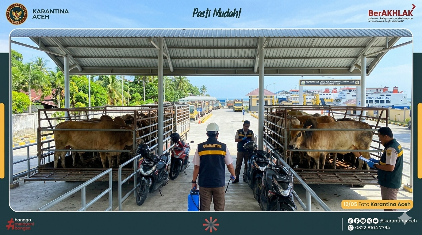 Karantina Aceh Periksa 5 Sapi Kurban Tujuan Sabang, Pastikan Bebas PMK dan Brucellosis Jelang Idul Adha 2026