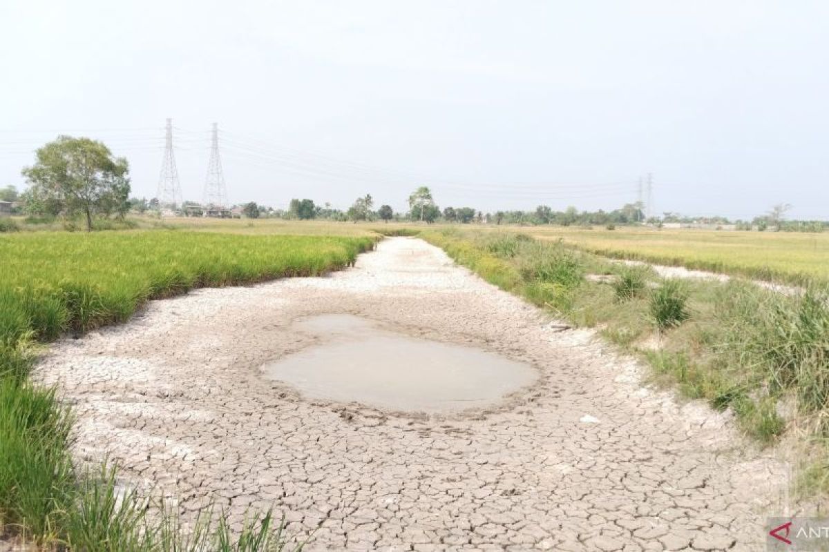 BMKG Palembang Sebut Peluang Hujan di Sumsel Sangat Kecil hingga November 2026, Warga Diminta Waspada Karhutla
