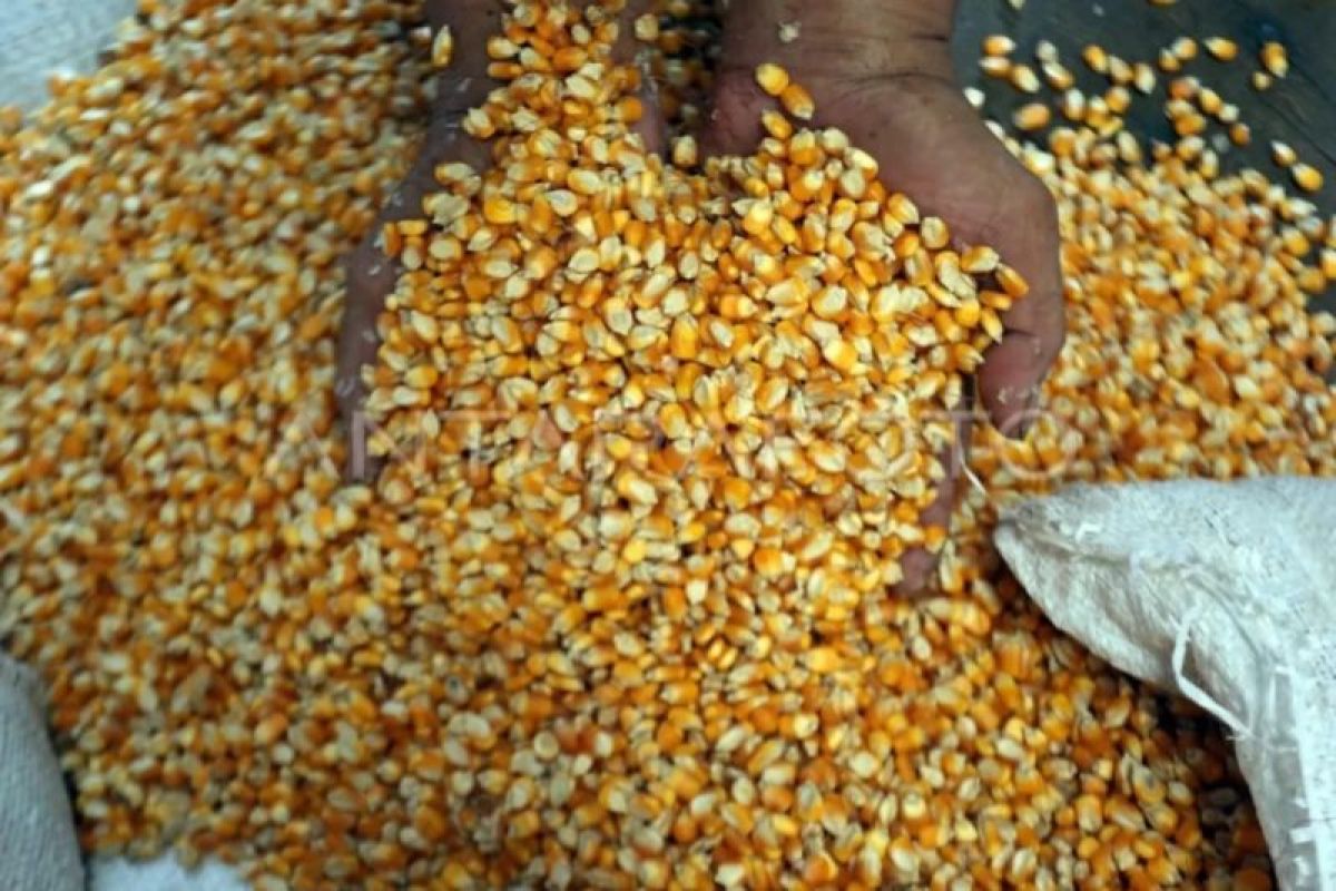 Bulog Sumut Salurkan 930 Ton Jagung SPHP ke Peternak Ayam Petelur, Kuota Tambahan untuk Nias dan Pematangsiantar