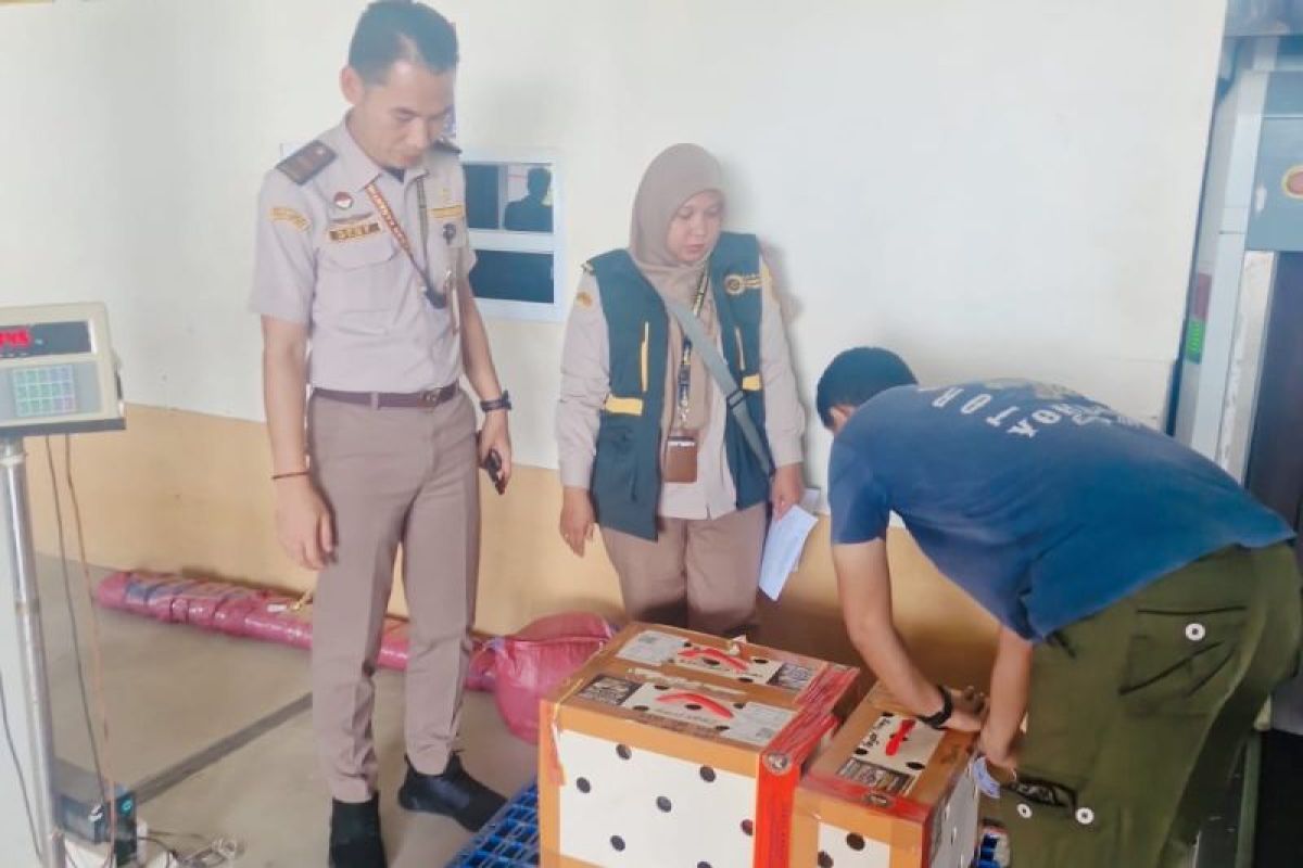 Karantina Babel Tolak Tiga Ekor Ayam Tanpa Sertifikat Kesehatan di Bandara Depati Amir, Cegah Flu Burung Masuk Daerah