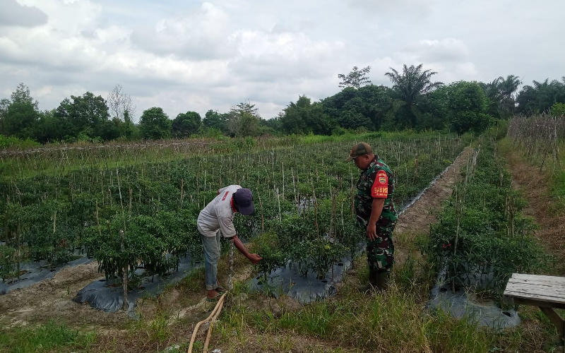 Sertu Sareh Bantu Petani Mengelola Tanaman Cabai Kering