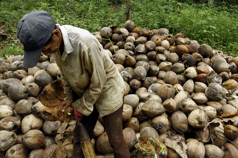 Ironi Negeri Hamparan Kelapa, Saat Panen Raya Kembali Menjadi Kutukan Bagi Petani Inhil