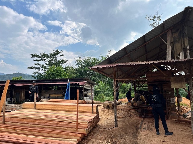Polda Riau Sikat Sawmill Ilegal di Kampar, Ratusan Kayu Disita