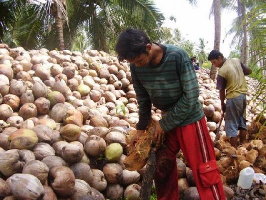 Kesal Kelapa Murah, Gubri Minta Disbun Buat Standarisasi Harga Komoditi Perkebunan