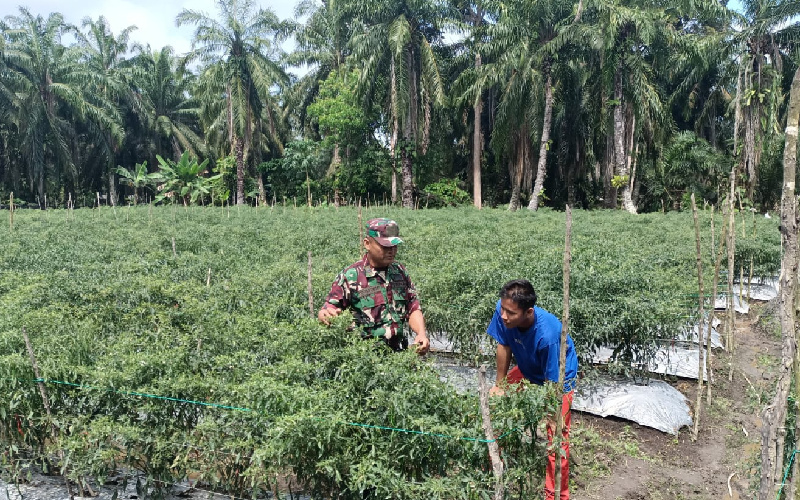 Koramil 03 Support Petani Cabai Hijau di Wilayahnya