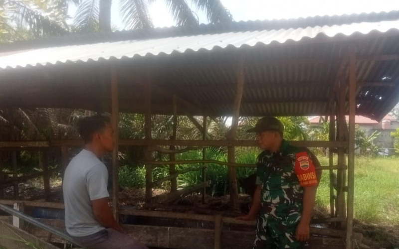 Babinsa Sosialisasi Cegah Potensi Wabah PMK di Peternakan