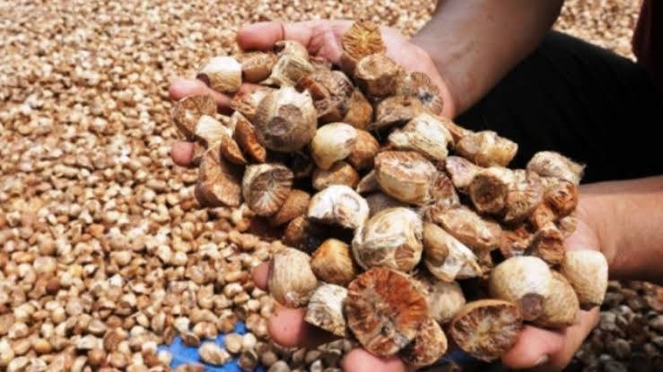 Pinang Kering di Riau Minggu Ini Dihargai Segini