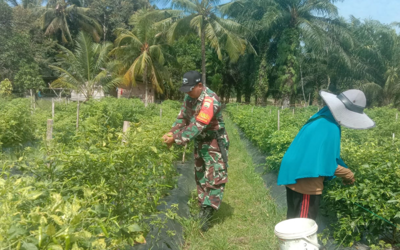 Edukasi Pertanian, Babinsa Teluk Makmur Sambangi Lahan Cabe Warga