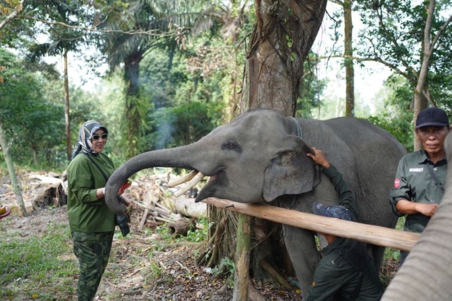 Istri Mendagri Tito Karnavian Ajak Lindungi Gajah Sumatera