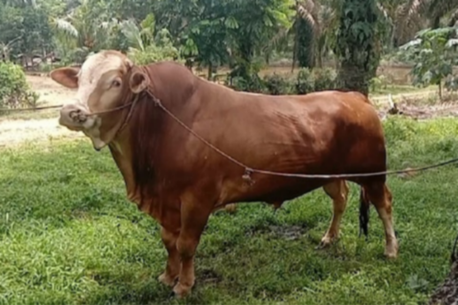 Miliki Bobot 950 Kg dan 820 Kg, Sapi Milik Peternak Rohul Terpilih Jadi Hewan Kurban Presiden Prabowo
