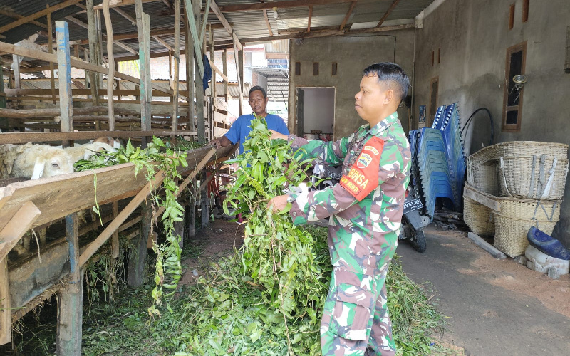 Babinsa Jaya Mukti Sosialisasi ke Peternakan Kambing, ini Paparannya