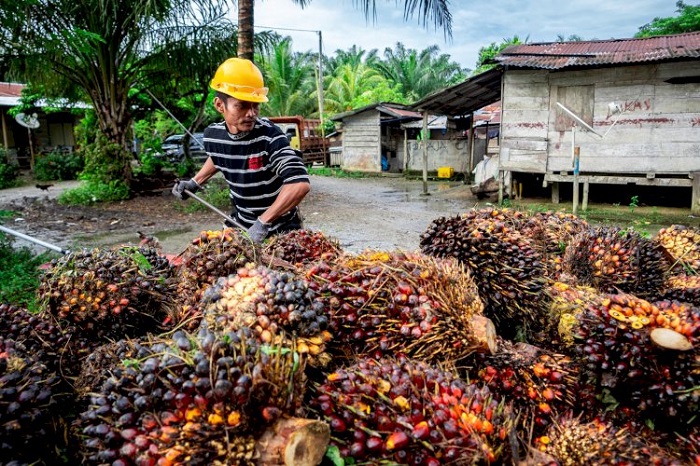 PKS Non-Kebun Permainkan Harga Sawit, Pemkab Rokan Hulu Gandeng Polres Lakukan Pemantauan Lapangan