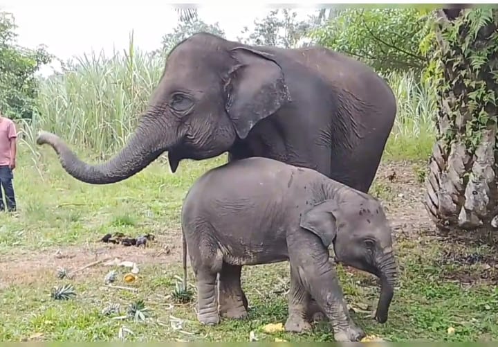 Tiga Gajah Sumatera Betina Mati Dalam Waktu Berdekatan, Populasi Terancam